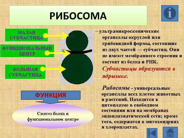 РИБОСОМА МАЛАЯ СУБЧАСТИЦА ФУНКЦИОНАЛЬНЫЙ ЦЕНТР БОЛЬШАЯ СУБЧАСТИЦА ФУНКЦИЯ Синтез белка в функциональном центре –