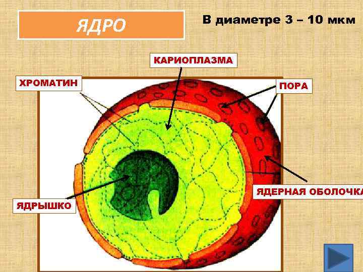 ЯДРО В диаметре 3 – 10 мкм КАРИОПЛАЗМА ХРОМАТИН ПОРА ЯДЕРНАЯ ОБОЛОЧКА ЯДРЫШКО 19