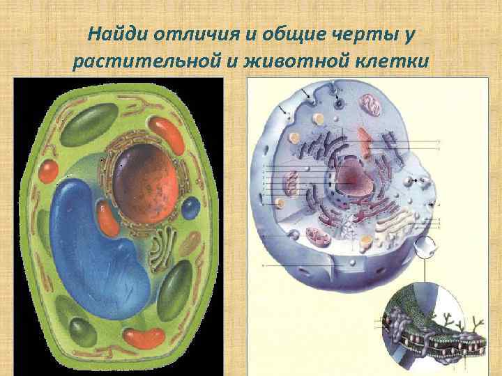 Найди отличия и общие черты у растительной и животной клетки 2 