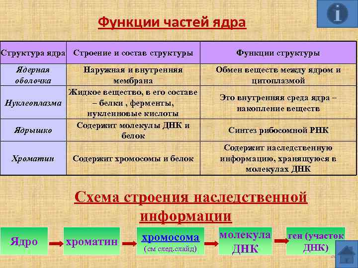 Функции частей ядра Структура ядра Строение и состав структуры Ядерная оболочка Наружная и внутренняя