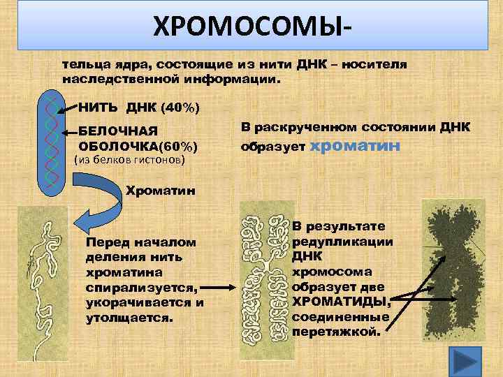 ХРОМОСОМЫ тельца ядра, состоящие из нити ДНК – носителя наследственной информации. НИТЬ ДНК (40%)