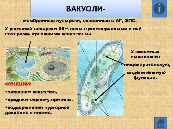 ВАКУОЛИ - мембранные пузырьки, связанные с АГ, ЭПС. У растений содержат 90% воды с