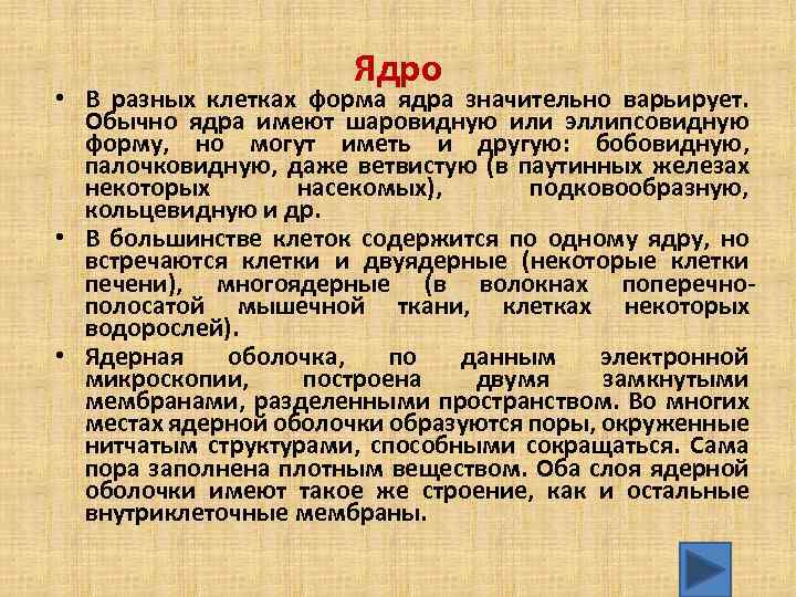 Ядро • В разных клетках форма ядра значительно варьирует. Обычно ядра имеют шаровидную или
