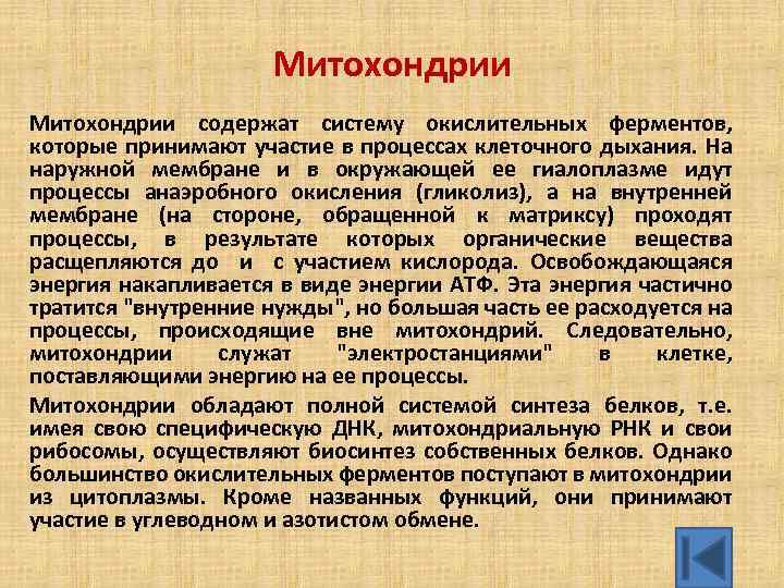 Митохондрии содержат систему окислительных ферментов, которые принимают участие в процессах клеточного дыхания. На наружной