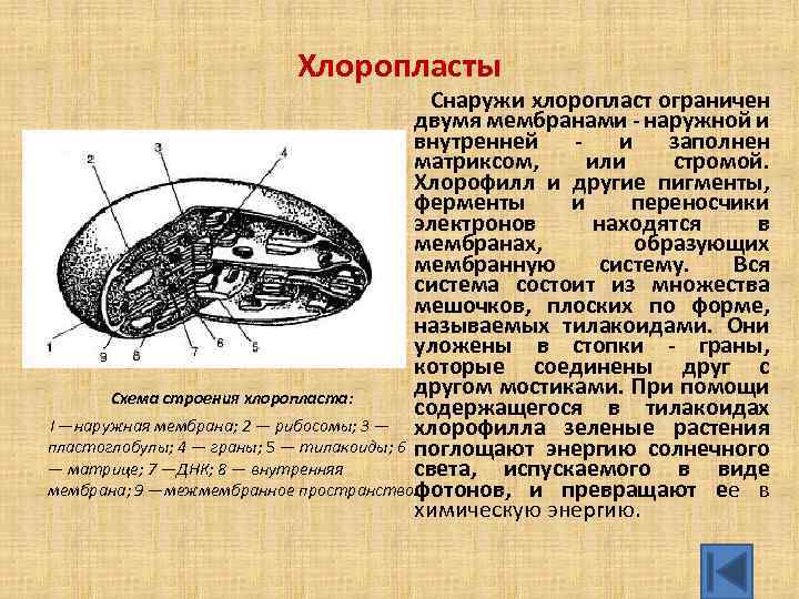 Хлоропласты Снаружи хлоропласт ограничен двумя мембранами наружной и внутренней и заполнен матриксом, или стромой.