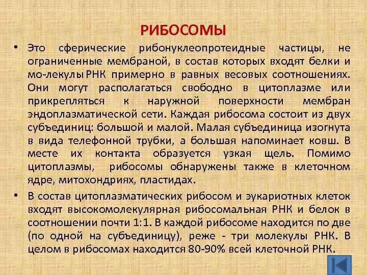 РИБОСОМЫ • Это сферические рибонуклеопротеидные частицы, не ограниченные мембраной, в состав которых входят белки