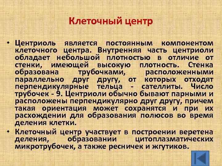 Клеточный центр • Центриоль является постоянным компонентом клеточного центра. Внутренняя часть центриоли обладает небольшой
