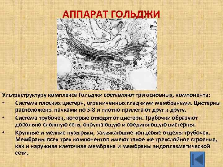 АППАРАТ ГОЛЬДЖИ Ультраструктуру комплекса Гольджи составляют три основных, компонента: • Система плоских цистерн, ограниченных