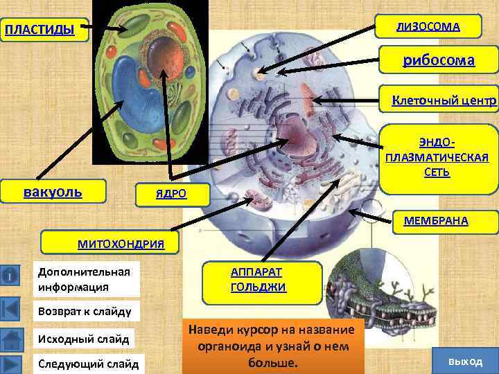ЛИЗОСОМА ПЛАСТИДЫ рибосома Клеточный центр ЭНДО ПЛАЗМАТИЧЕСКАЯ СЕТЬ вакуоль ЯДРО МЕМБРАНА МИТОХОНДРИЯ Дополнительная информация
