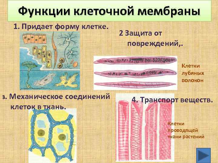 Функции клеточной мембраны 1. Придает форму клетке. 2 Защита от повреждений, . Клетки лубяных