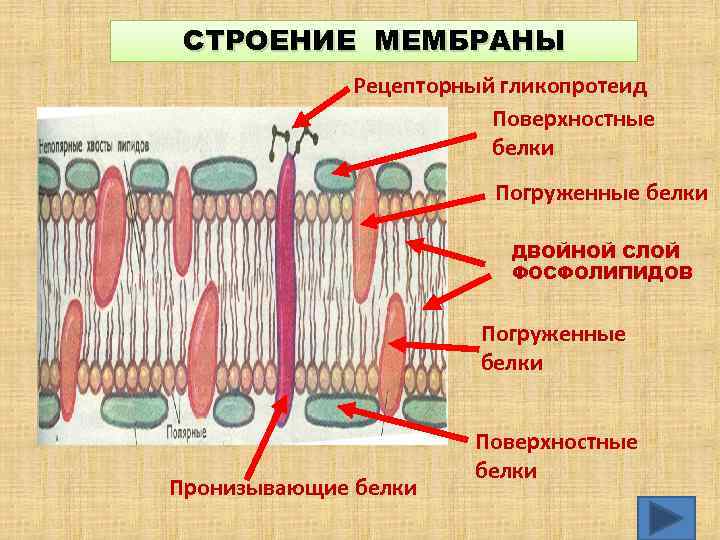 СТРОЕНИЕ МЕМБРАНЫ Рецепторный гликопротеид Поверхностные белки Погруженные белки ДВОЙНОЙ СЛОЙ ФОСФОЛИПИДОВ Погруженные белки Пронизывающие