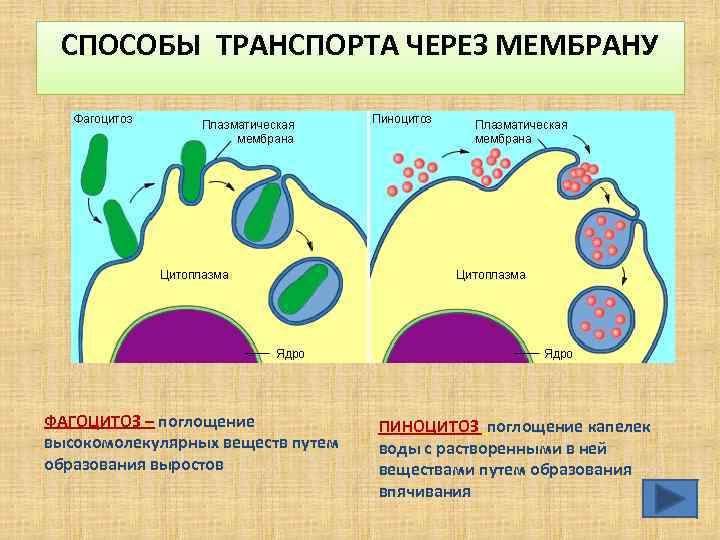 СПОСОБЫ ТРАНСПОРТА ЧЕРЕЗ МЕМБРАНУ ФАГОЦИТОЗ – поглощение высокомолекулярных веществ путем образования выростов ПИНОЦИТОЗ поглощение