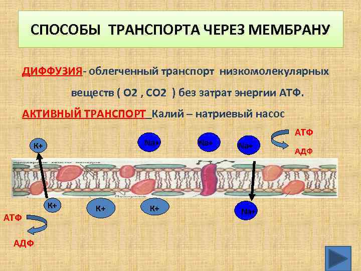 СПОСОБЫ ТРАНСПОРТА ЧЕРЕЗ МЕМБРАНУ ДИФФУЗИЯ облегченный транспорт низкомолекулярных веществ ( О 2 , СО