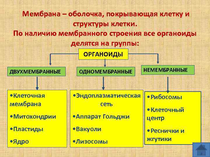 Мембрана – оболочка, покрывающая клетку и структуры клетки. По наличию мембранного строения все органоиды