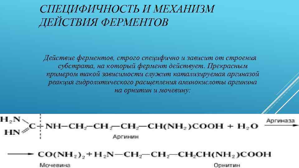 СПЕЦИФИЧНОСТЬ И МЕХАНИЗМ ДЕЙСТВИЯ ФЕРМЕНТОВ Действие ферментов, строго специфично и зависит от строения субстрата,