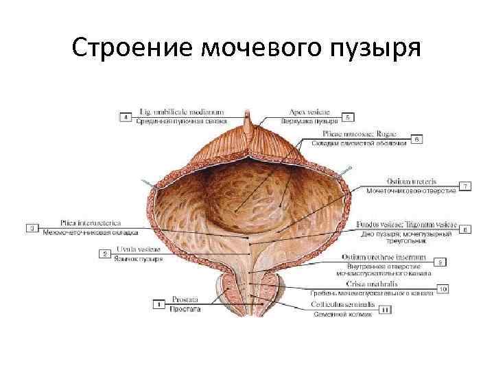 Строение мочевого пузыря 