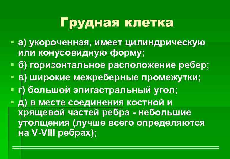 Грудная клетка § а) укороченная, имеет цилиндрическую или конусовидную форму; § б) горизонтальное расположение