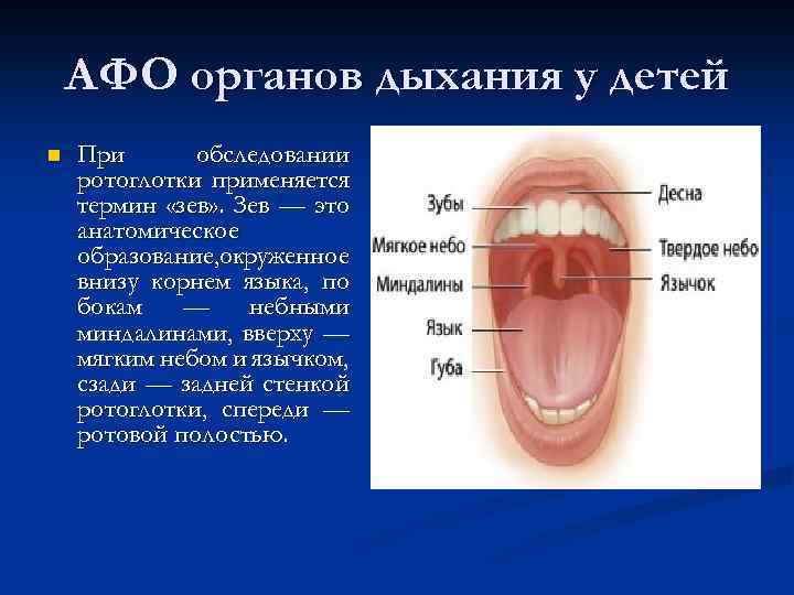 АФО органов дыхания у детей n При обследовании ротоглотки применяется термин «зев» . Зев