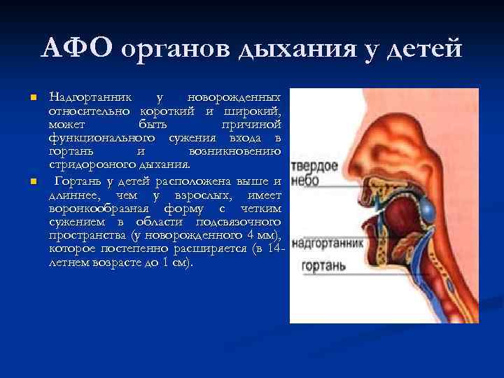 АФО органов дыхания у детей n n Надгортанник у новорожденных относительно короткий и широкий,