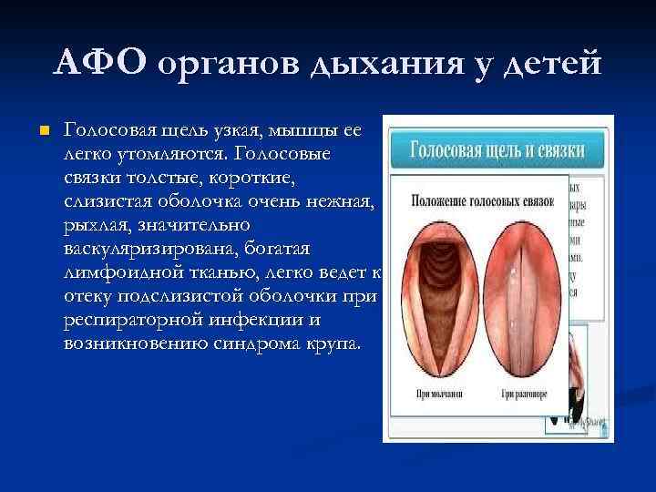 АФО органов дыхания у детей n Голосовая щель узкая, мышцы ее легко утомляются. Голосовые