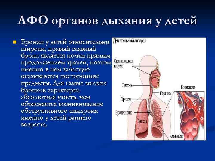 АФО органов дыхания у детей n Бронхи у детей относительно широки, правый главный бронх