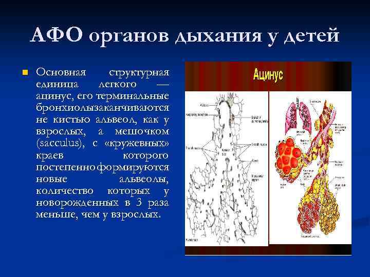 АФО органов дыхания у детей n Основная структурная единица легкого — ацинус, его терминальные