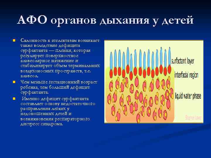 АФО органов дыхания у детей n n n Склонность к ателектазам возникает также вследствие