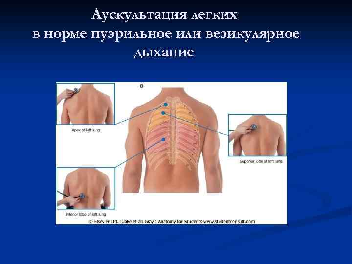 Аускультация легких в норме пуэрильное или везикулярное дыхание 