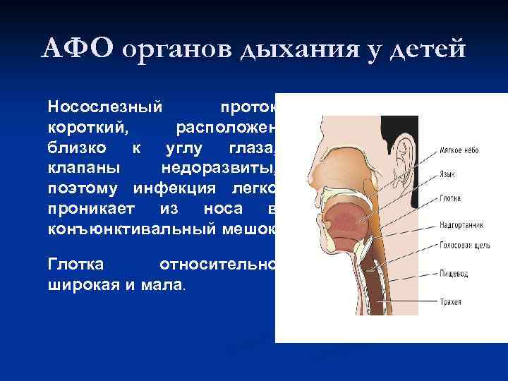 АФО органов дыхания у детей Носослезный проток короткий, расположен близко к углу глаза, клапаны