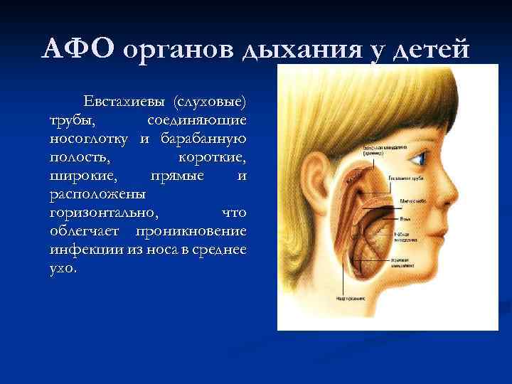 АФО органов дыхания у детей Евстахиевы (слуховые) трубы, соединяющие носоглотку и барабанную полость, короткие,