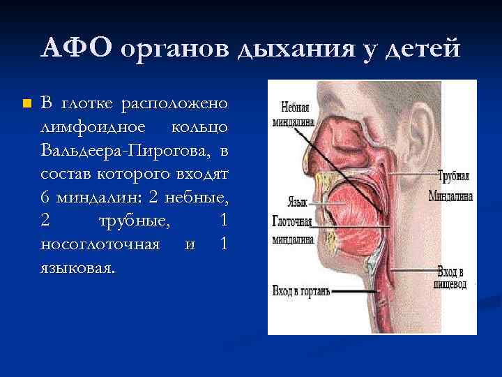 АФО органов дыхания у детей n В глотке расположено лимфоидное кольцо Вальдеера-Пирогова, в состав