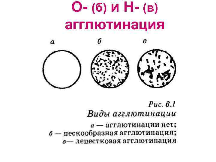 О- (б) и Н- (в) агглютинация 