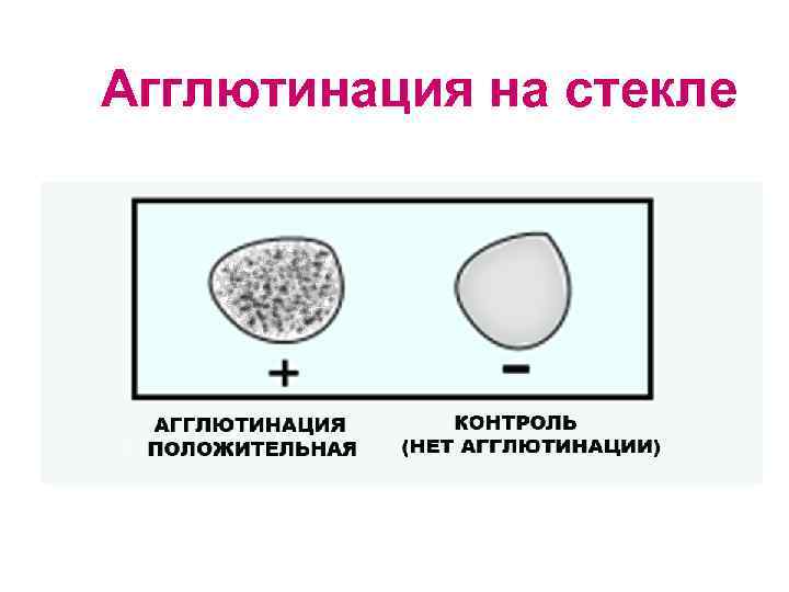 Агглютинация на стекле 