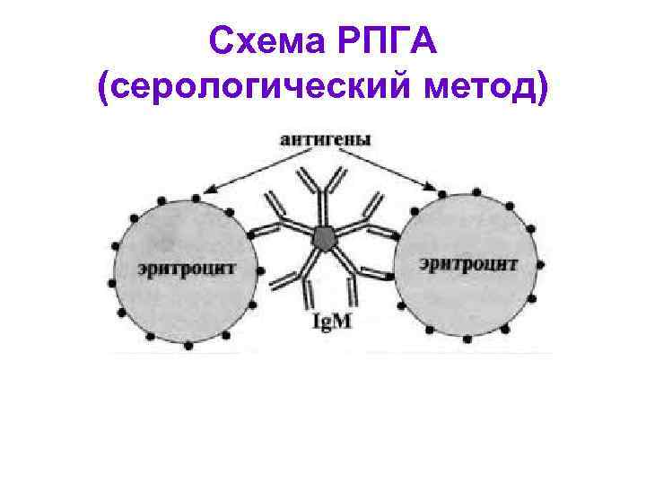 Схема РПГА (серологический метод) 