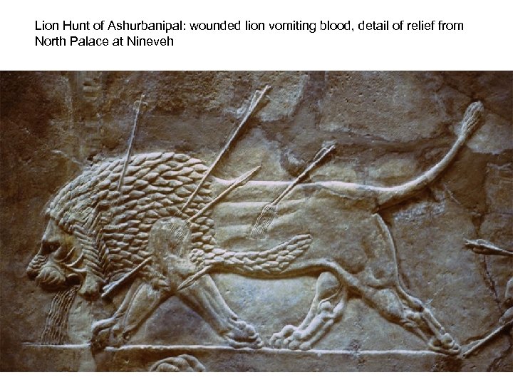 Lion Hunt of Ashurbanipal: wounded lion vomiting blood, detail of relief from North Palace