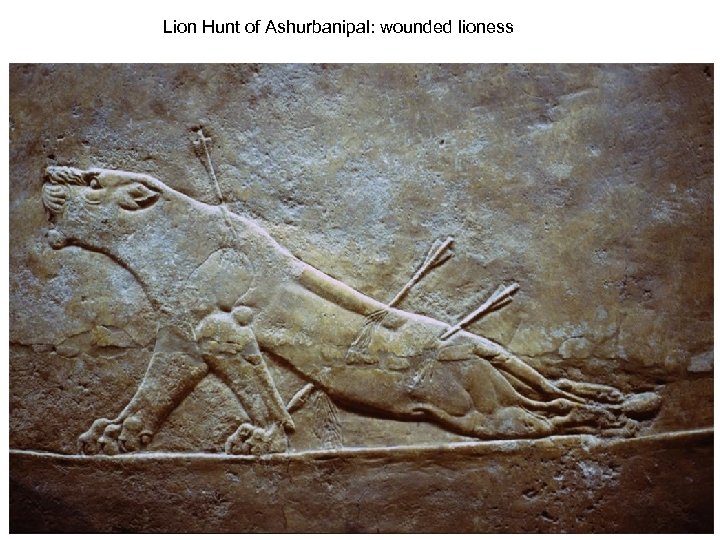 Lion Hunt of Ashurbanipal: wounded lioness 