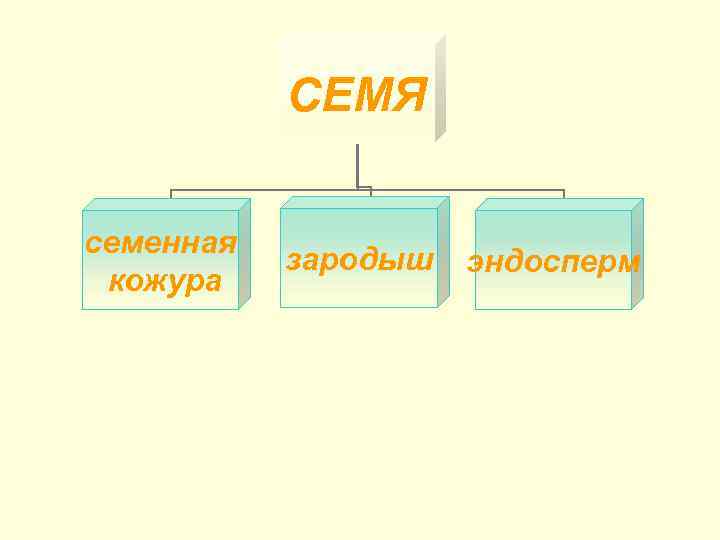 СЕМЯ семенная кожура зародыш эндосперм 