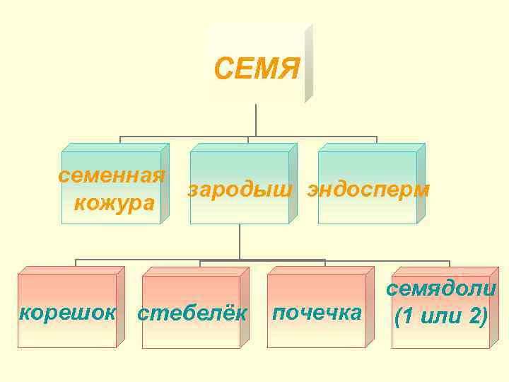 СЕМЯ семенная зародыш эндосперм кожура корешок стебелёк почечка семядоли (1 или 2) 