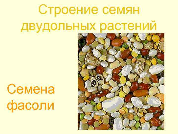 Строение семян двудольных растений Семена фасоли 