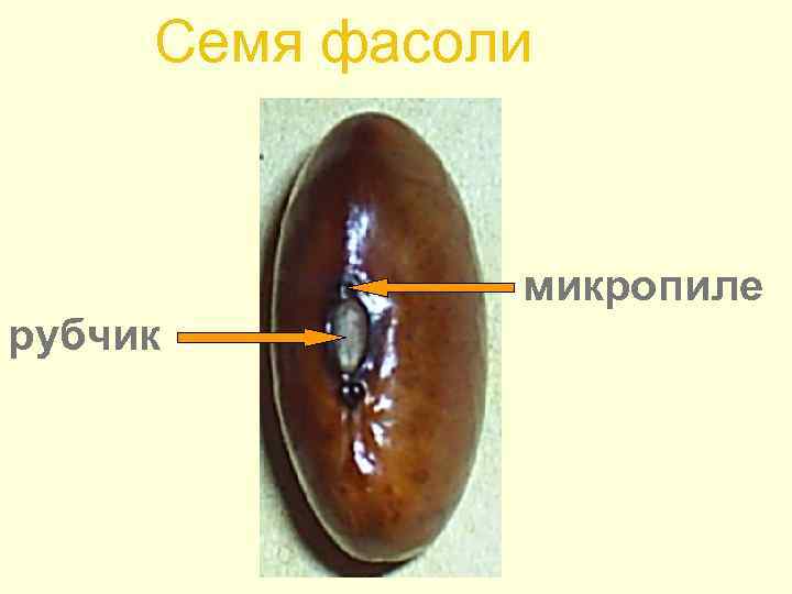 Семя фасоли микропиле рубчик 