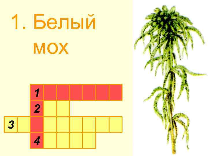 1. Белый мох 1 2 3 4 