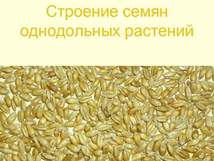 Строение семян однодольных растений 