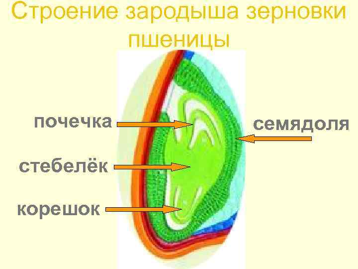 Строение зародыша зерновки пшеницы почечка стебелёк корешок семядоля 