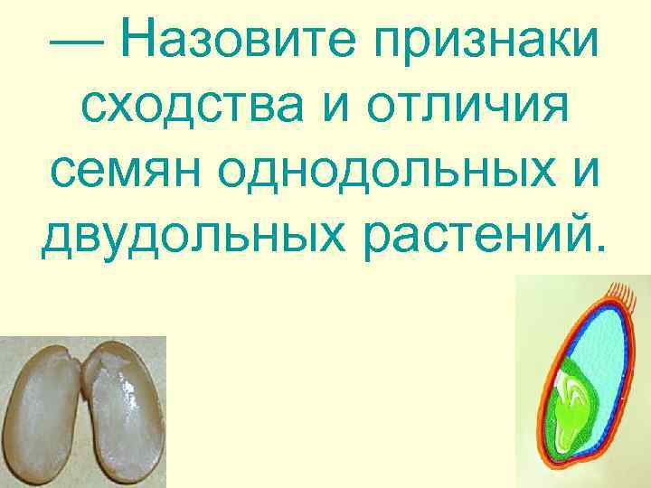 — Назовите признаки сходства и отличия семян однодольных и двудольных растений. 