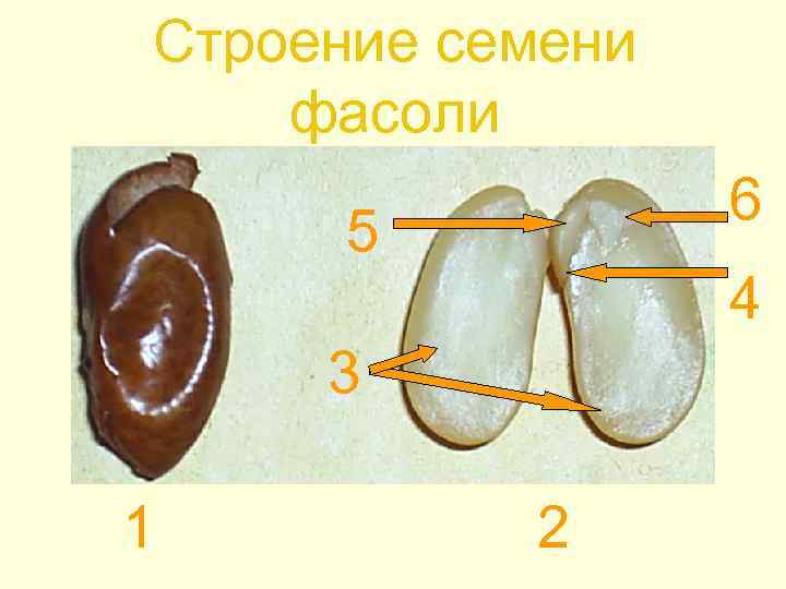 Строение семени фасоли 6 5 4 3 1 2 