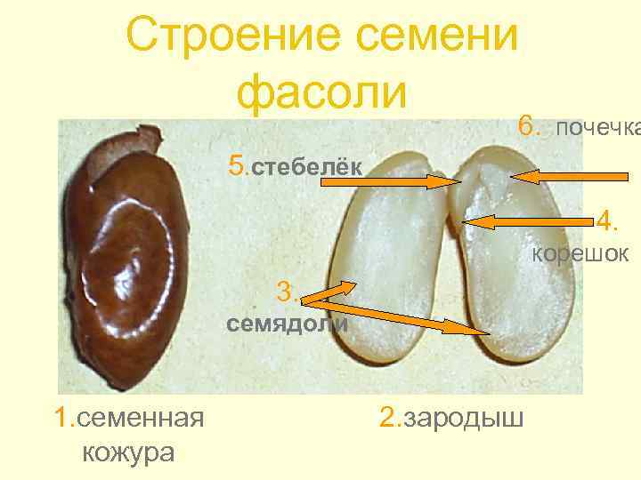 Строение семени фасоли 6. почечка 5. стебелёк 4. корешок 3. семядоли 1. семенная кожура