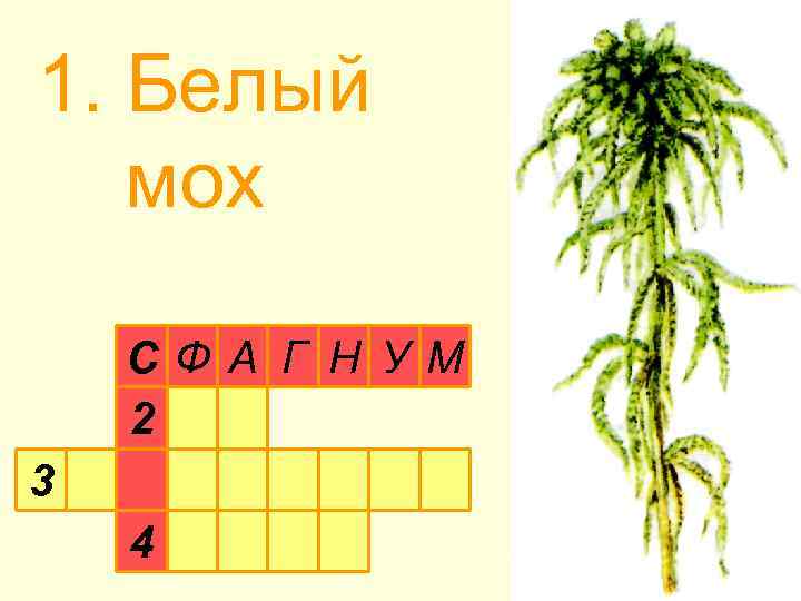 1. Белый мох СФ А Г Н УМ 2 3 4 
