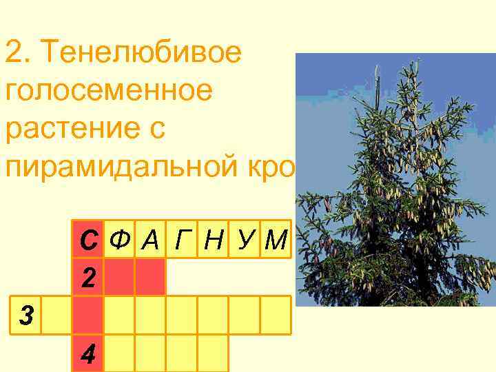 2. Тенелюбивое голосеменное растение с пирамидальной кроной СФ А Г Н УМ 2 3
