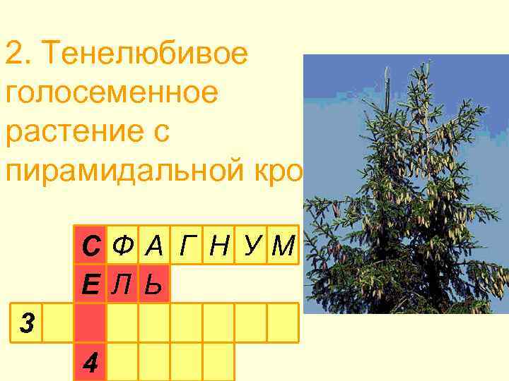 2. Тенелюбивое голосеменное растение с пирамидальной кроной СФ А Г Н УМ Е Л