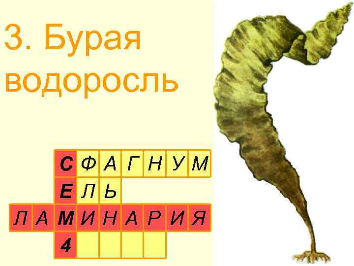 3. Бурая водоросль СФ А Г Н УМ Е Л Ь Л А МИ